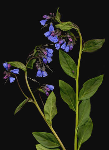 bluebells.jpg