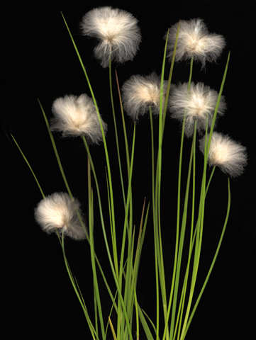 cottongrass.jpg