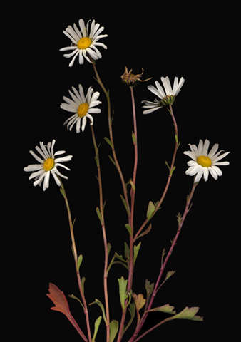daisy.jpg