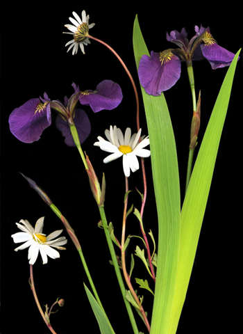 daisyiris.jpg