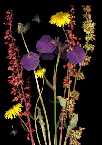 dandelionsourdockiris.jpg