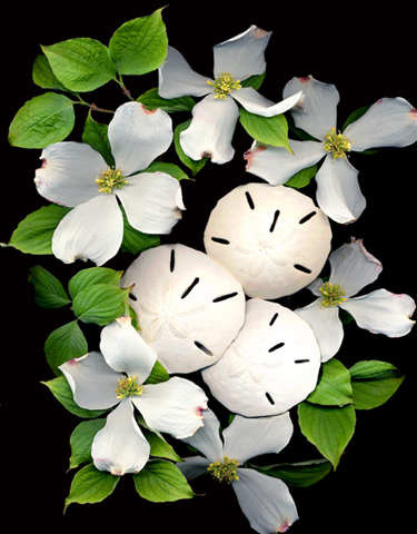 dogwoodsandollar.jpg