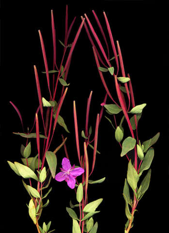 fireweedseeds.jpg