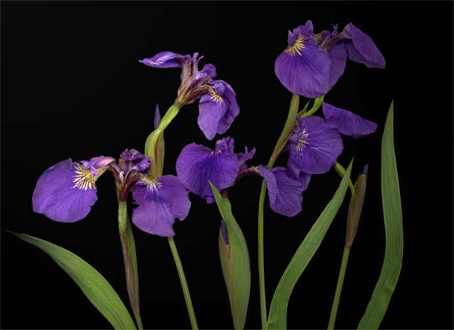 fiveirises.jpg
