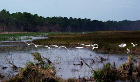 herons.jpg