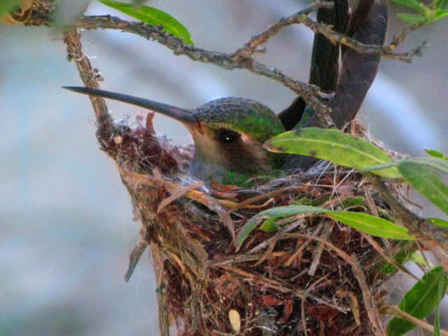 hummingbirdnest.jpg