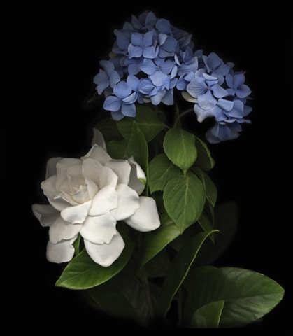 hydrangeagardenia.jpg