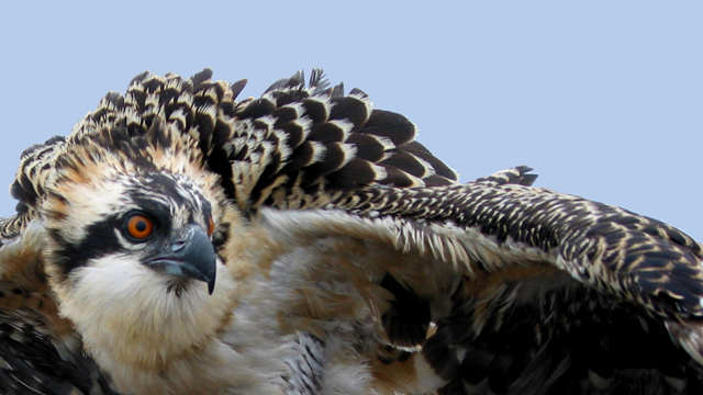 osprey.jpg