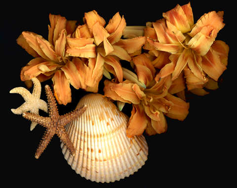 shellslilies.jpg