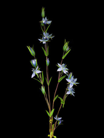 stargentian.jpg