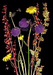 Alaska Flowers