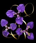 Alaska Flowers