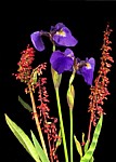 Alaska Flowers