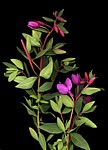 Alaska Flowers